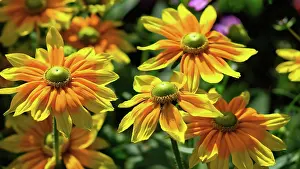 Rudbeckia: Coneflower, Black-eyed Susan