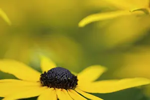 Rudbeckia: Coneflower, Black-eyed Susan, Rudbeckia cultivar