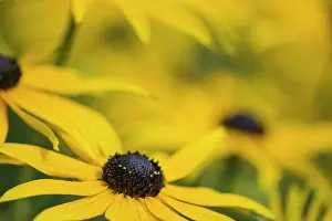 Rudbeckia: Coneflower, Black-eyed Susan, Rudbeckia cultivar