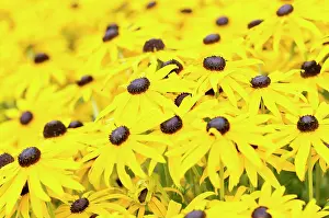 Rudbeckia: Coneflower, Black-eyed Susan, Rudbeckia, Rudbeckia