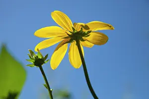 Rudbeckia: Coneflower, Cutleaf coneflower
