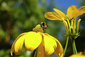 Rudbeckia: Coneflower, Cutleaf coneflower