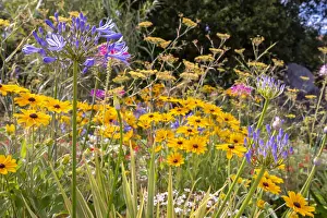 Flowerbed: Coneflower (Rudbeckia sp) in bloom and Agapanthes