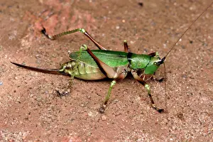 Andasibe: Conehead grasshopper (Aethiomerus adelphus) female