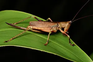 Andasibe: Conehead Katydid (Conocephalinae sp), Conical-headed