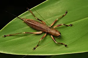 Andasibe: Conehead Katydid (Conocephalinae sp), Conical-headed