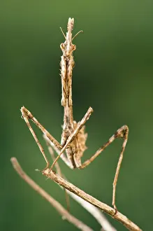 Conehead: Conehead Mantis