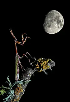 Fairytale: Conehead Mantis - adult perched on a branch - with moon