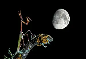 Fairytale: Conehead Mantis - adult perched on a branch - with moon