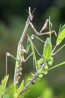 Pistacia: Conehead Mantis (Empusa pennata) Female on a mastic