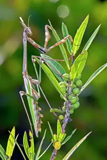 Pistacia: Conehead Mantis (Empusa pennata) Female on a mastic