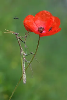 Steal: Conehead Mantis (Empusa pennata) lying in wait on