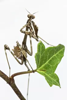 Nymph: Conehead Mantis - nymph on white background