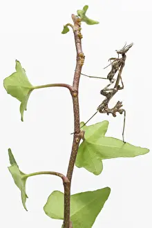Nymph: Conehead Mantis - nymph on white background