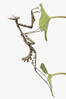 Nymph: Conehead Mantis - nymph on white background
