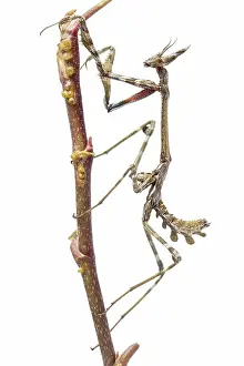 Nymph: Conehead Mantis - nymph on white background