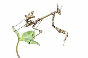 Nymph: Conehead Mantis - nymph on white background