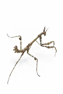Nymph: Conehead Mantis - nymph on white background