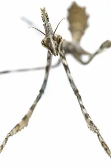 Nymph: Conehead Mantis - nymph on white background