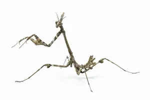 Nymph: Conehead Mantis - nymph on white background