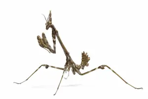 Nymph: Conehead Mantis - nymph on white background
