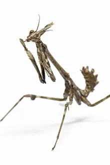 Nymph: Conehead Mantis - nymph on white background