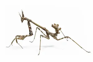 Nymph: Conehead Mantis - nymph on white background