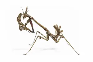Nymph: Conehead Mantis - nymph on white background