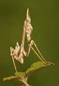Conehead: Conehead Mantis - young specimen