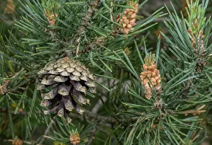 Scots: Cones and flowers of Scots Pine, Pinus sylvestris in spring