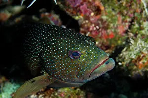Cephalopholis: Coney (Cephalopholis fulva), Bonaire, Netherlands