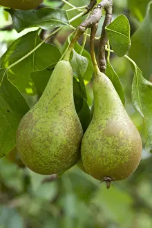 Pyrus: Conf&, x9ca5;nce pear (Pyrus communis)