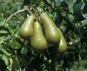 Pears: Conference pear fruit