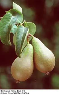 Pears: Conference Pears