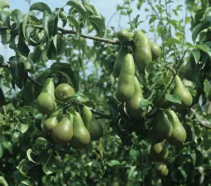Pears: Conference pears