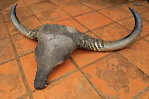 Illegal: Confiscated Banteng Skull