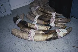 Illegal: Confiscated Elephant Tusks, NYC