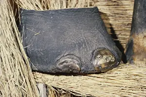 Illegal: Confiscated Elephant's Foot