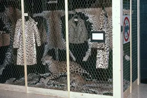Taxidermy: Confiscated Fur Products