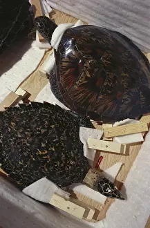 Poaching: Confiscated Green and Hawksbill Turtles (Taxidermy)