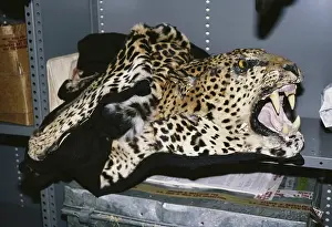 Illegal: Confiscated Leopard Skin / Head Mount
