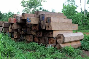 Illegal: Confiscated Rosewood