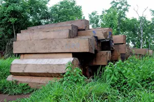 Illegal: Confiscated Tropical Hardwood