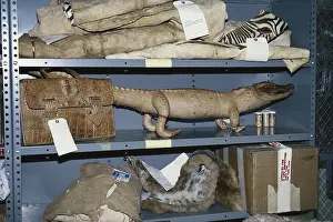 Shelf: Confiscated Wildlife Products