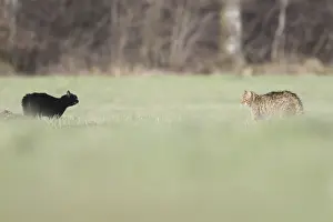 Intimidating: Confrontation between a domestic Cat and a Wildcat