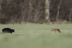 Intimidating: Confrontation between a domestic Cat and a Wildcat
