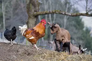 Barb: Confrontation between a rooster and a goat Alsace France