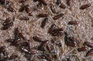 Goods: Confused Flour Beetles