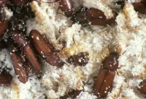 Stored: Confused Flour Beetles