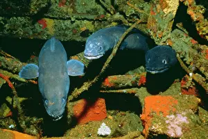 Conger: Conger Eel